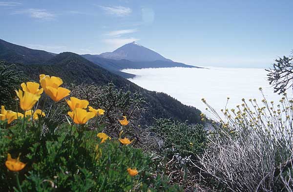 Gelbe Bl�ten am Stra�enrand in 2000 Metern H�he - Goldmohn vor der atemberaubenden Kulisse des Pico del Teide