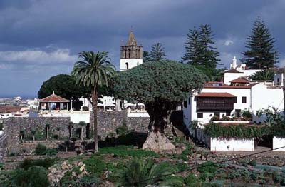 Drago Milenario und der zugeh&ouml;rige Park - Teneriffa