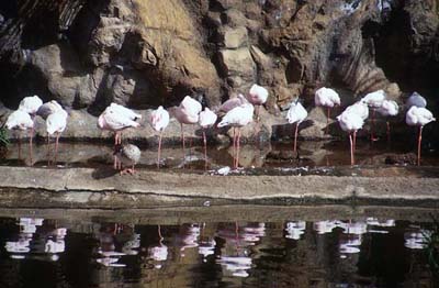 Loro Parque - Flamingos