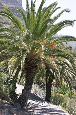 Palmengesäumter Weg in Masca - Teneriffa