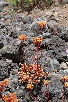 Blüten im Lavastrom auf Teneriffa