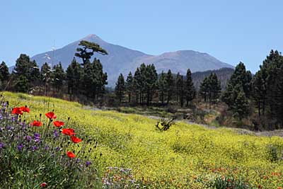 Blumenwiese mit Teide und Pico Viejo - Teneriffa