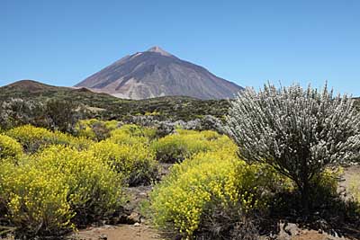 Ginster und Besenrauke vor dem Pico del Teide