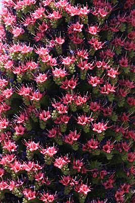 Tausende Einzelblüten am Teide-Natternkopf