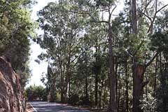 Eukalyptuswald bei La Esperanza - Teneriffa