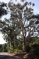 Eukalyptus bei La Esperanza - Teneriffa