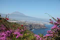 Unterhalb von La Matanza - Blick zum Teide - Teneriffa