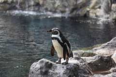 Humbold-Pinguine im Loro Parque - Puerto de la Cruz / Tenerife