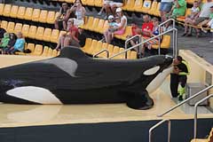 Orca Ocean im Loro Parque - Puerto de la Cruz / Tenerife
