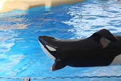 Orca Ocean im Loro Parque - Puerto de la Cruz / Tenerife