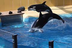 Orca Ocean im Loro Parque - Puerto de la Cruz / Tenerife