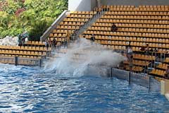 Orca Ocean im Loro Parque - Puerto de la Cruz / Tenerife