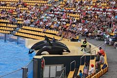 Orca Ocean im Loro Parque - Puerto de la Cruz / Tenerife