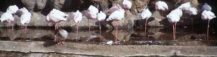Teneriffa - Flamingos im Loro Parque in Puerto de la Cruz