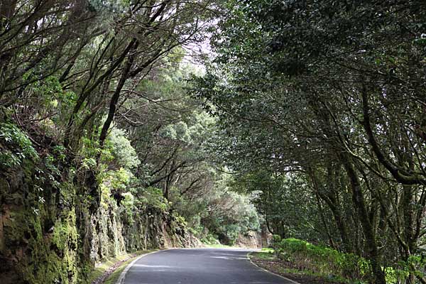 Teneriffa - Straße im Anagagebirge