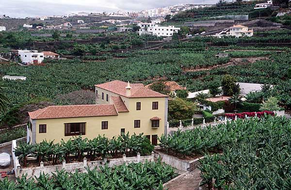 Teneriffa - Bananenfinca an der Nordküste bei Garachico