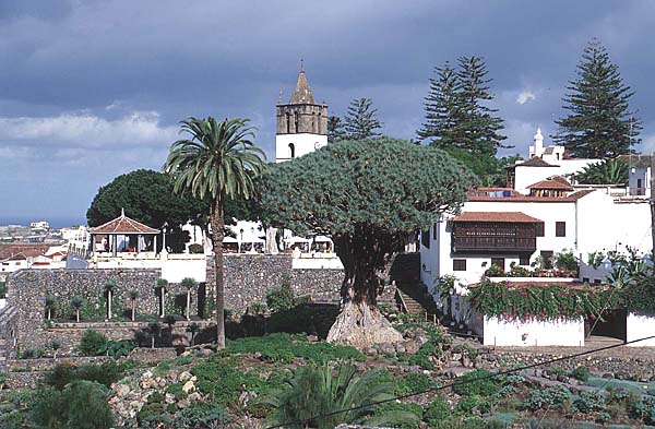 Drago Milenario und der zugehörige Park - Teneriffa