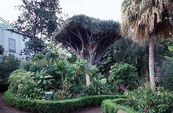 Hijuela del Botanico - La Orotava / Tenerife