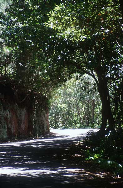 Bosque de la Mercedes