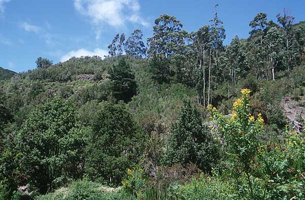 Bosque de las Mercedes