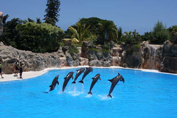Die Delfine sind eine der Attraktionen in Teneriffas schönstem Tierpark, dem Loro Parque in Puerto de la Cruz. Puerto de la Cruz befindet sich an der Nordküste der Insel.