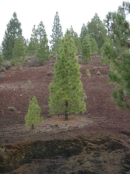 Kanarische Kiefern am Teide Westhang - Teneriffa