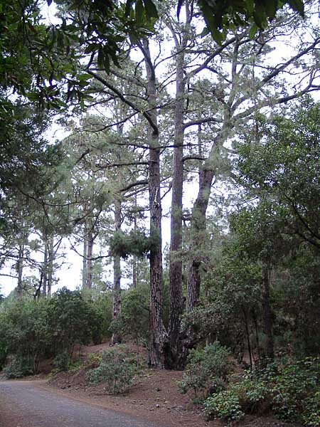 Weg durch den Wald im Tenogebirge