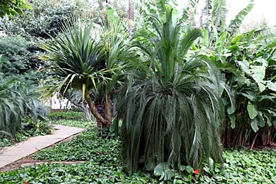 Parque Garcia Sanabria - Santa Cruz de Tenerife