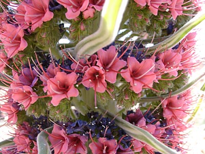 Roter Teide-Natternkopf - Tajinaste - Cañadas - Teneriffa