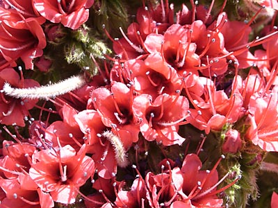 Echium wildpretii - Cañadas - Teneriffa
