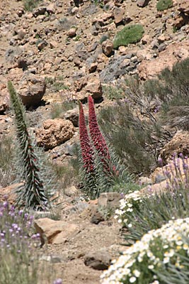 Tajinaste - Roter Teide-Natternkopf - Cañadas - Teneriffa