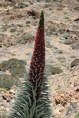 Roter Teide-Natternkopf - Cañadas - Teneriffa
