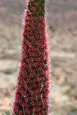 Echium wildpretii - Cañadas - Teneriffa