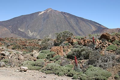 Roter Natternkopf und Teide - Canadas - Teneriffa