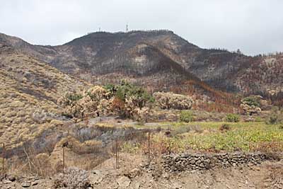 Brandschäden am großen Gala im Tenogebirge - Teneriffa
