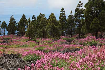 Lava und Blumenmeer auf Teneriffa