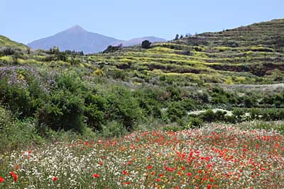 Blumenwiese bei Los Llanos - Tenogebirge - Teneriffa