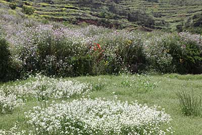 Noch mehr Blumenwiese auf Teneriffa