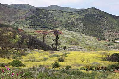 Bergidylle im Tenogebirge - Teneriffa