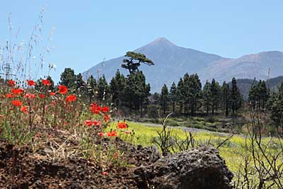 Idyllische Landschaft mit Teide-Panorama