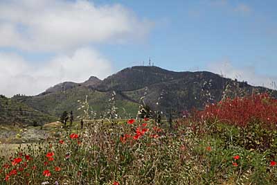 Mohn und im Hintergrund der Gala - höchste Erhebung des Tenogebirges