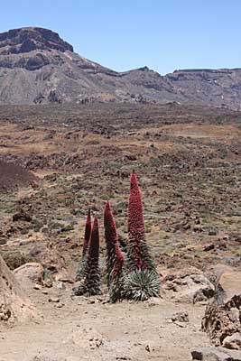 Teide-Natternkopf - Cañadas - Teneriffa