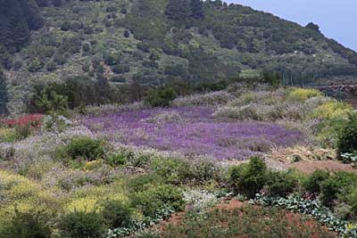 Blumenwiese in den Bergen von Teneriffa