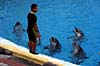 Loro Parque - Delphinshow