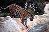 Loro Parque - Tigerinsel