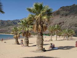 Relaxen unter Palmen am Teresitasstrand bei San Andres Teneriffa - Playa de las Teresitas - Palmen am Strand