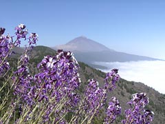 Blütenmeer und Teide - Teneriffa