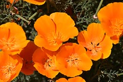 Goldmohn auf Teneriffa