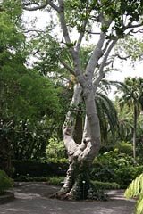 Botanischer Garten - Puerto de la Cruz - Teneriffa
