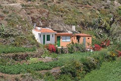 Chinamada - Teneriffa